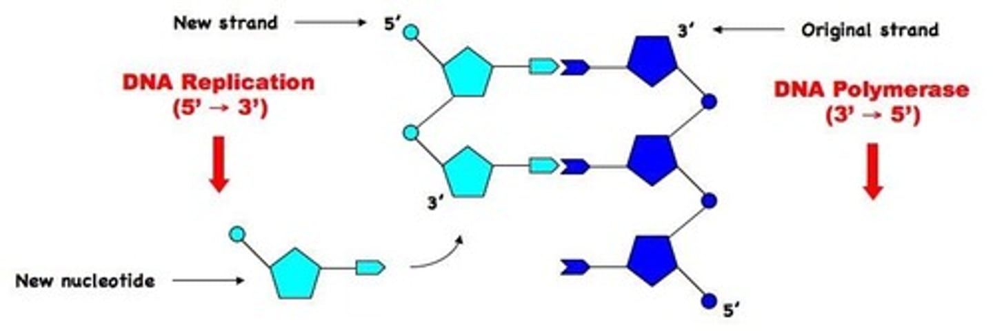 <p>Enzyme that synthesizes new DNA strands.</p>