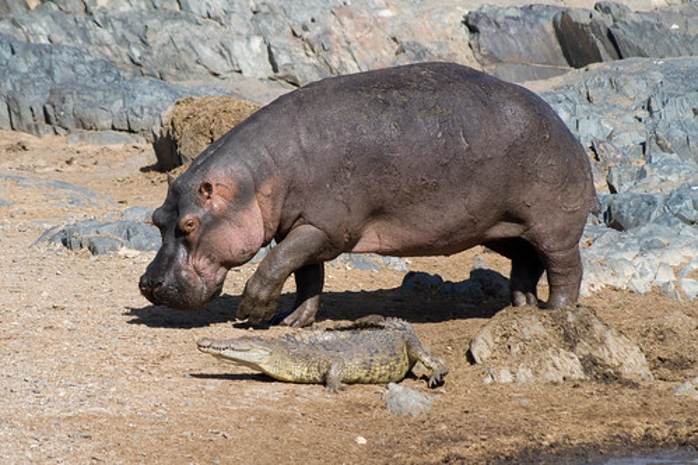 <p>hippopotamus</p>