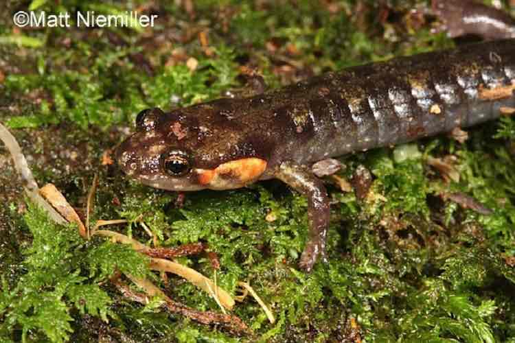<p>A medium-sized species (2.5 to 4.0 inches in length) with a light line extending from the eye to the angle of the jaw. Adults are brown to nearly black with many individuals having yellow, orange, or red cheek patches. The belly is usually gray. Typically has wavy dorsolateral bands that may be broken, and that extend onto the back to enclose irregularly shaped light spots. Hind limbs are noticeably larger than forelimbs and the tail is round.&nbsp;</p>