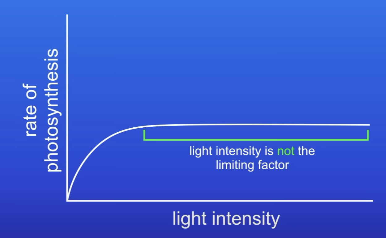 <p>When LI stops being a limiting factor, what else could be a LF as this point?</p>
