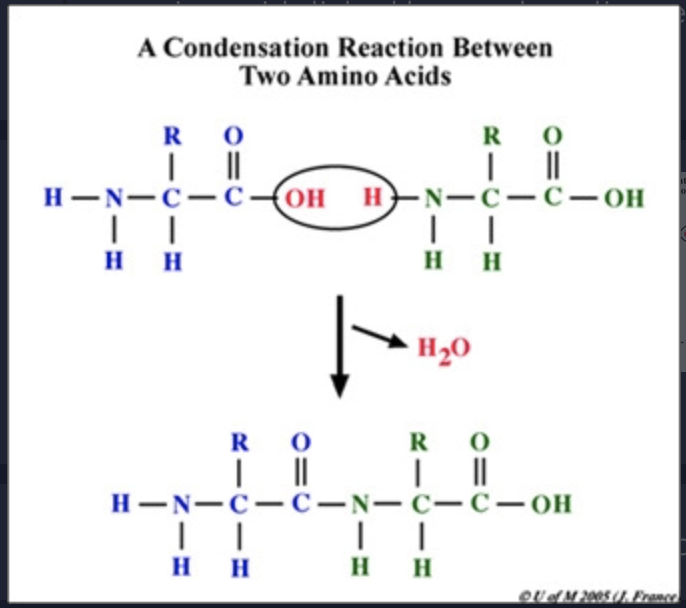 <p>removal of water links monomers together to combine smaller organic molecules to form larger moleculeU</p>