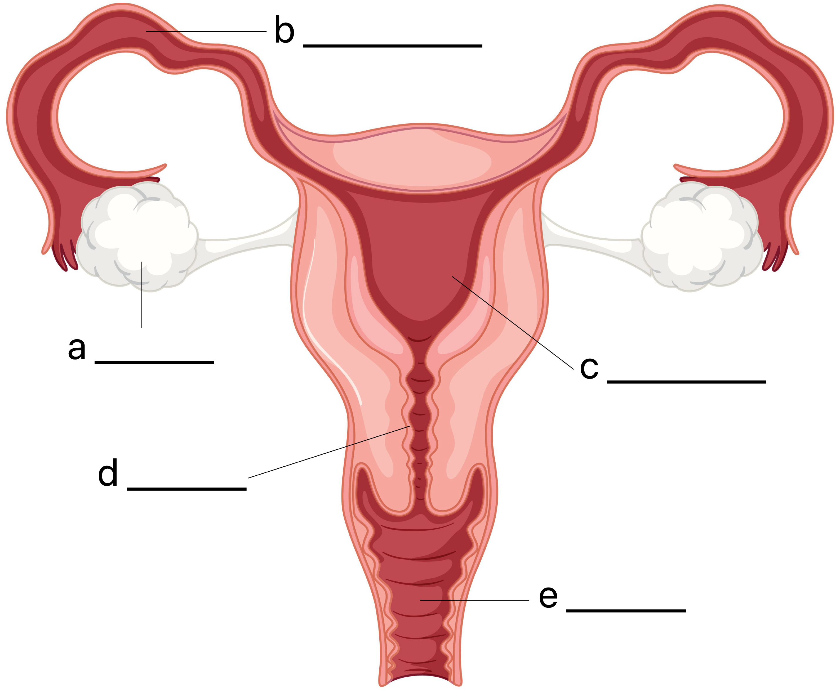 <p>label the parts of the female reproductive system </p>