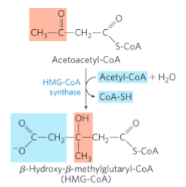 <p>HMG-CoA synthase = catalyzes the condensation of acetoacetyl- CoA with acetyl-CoA to form β- hydroxy-β-methylglutaryl-CoA (HMG-CoA)</p>