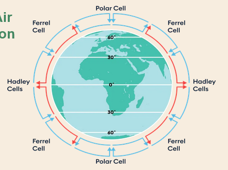 <p><span>between Hadley and Polar and are driven by them </span></p><ul><li><p>not by temp, just go against the hadley and polars</p></li></ul><p></p>