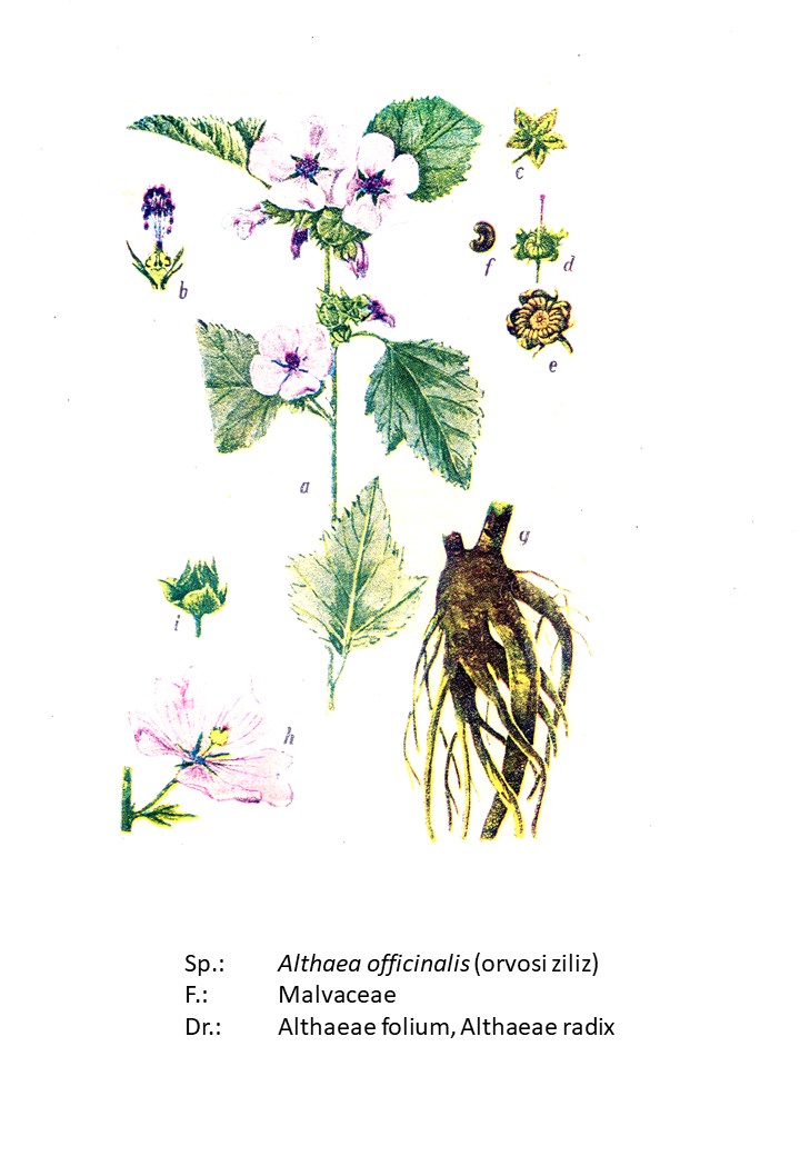 <p>orvosi ziliz</p>