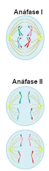 <p>c) Anafase II.</p>