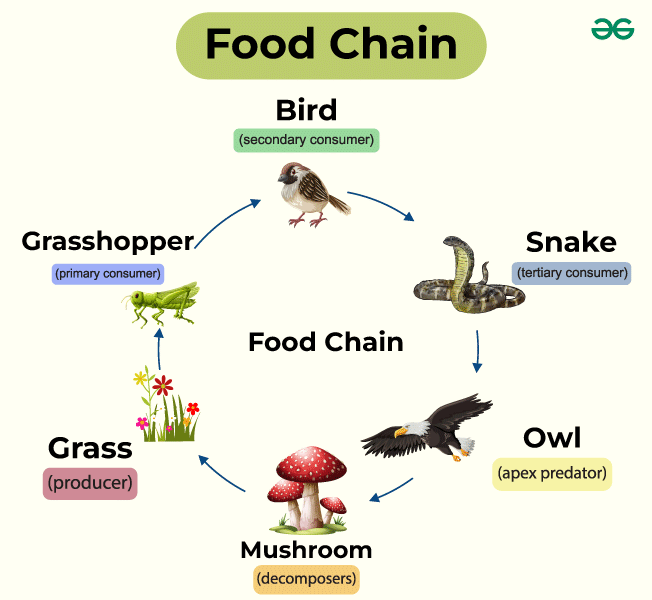<p><span>illustrates the flow of energy in an ecosystem by showing who eats whom</span></p>