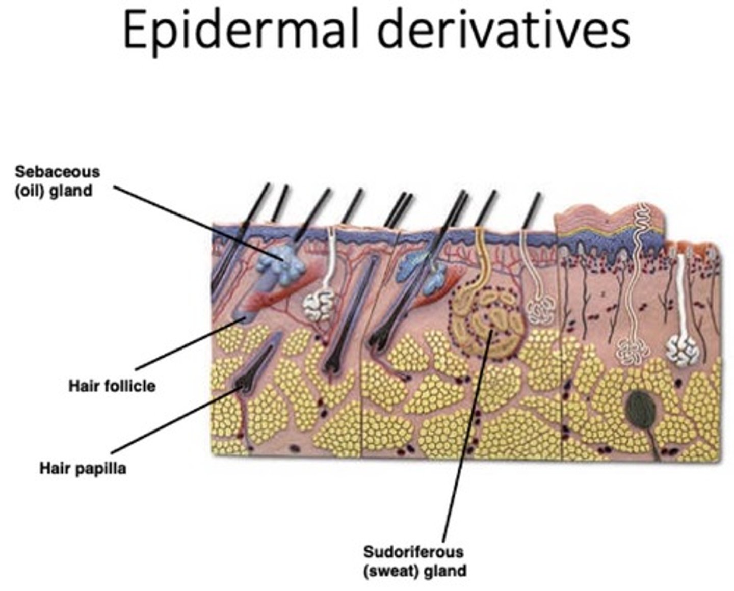 <p>Sweat (sudoriferous) glands,</p><p>Sebaceous (oil) glands,</p><p>Hair and hair follicles,</p><p>Nails</p>