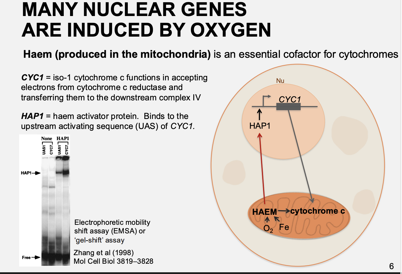 <ol><li><p>Oxygen→ makes Haem</p></li><li><p>Haem binds to HAP1</p></li><li><p>HAP1 activates Upstream Activating Sequences (UASs) in the <strong>CYC</strong> promoter</p></li><li><p>This promotes CYC expression and the making of cytochrome c <strong>WHICH</strong> Haem binds to for mitochondrial function</p></li></ol><p>i.e: Overall need oxygen for haem and then the haem can be used for its actual function as well as transcibed the protein that it needs for its function (cytochrome C)</p><p></p>