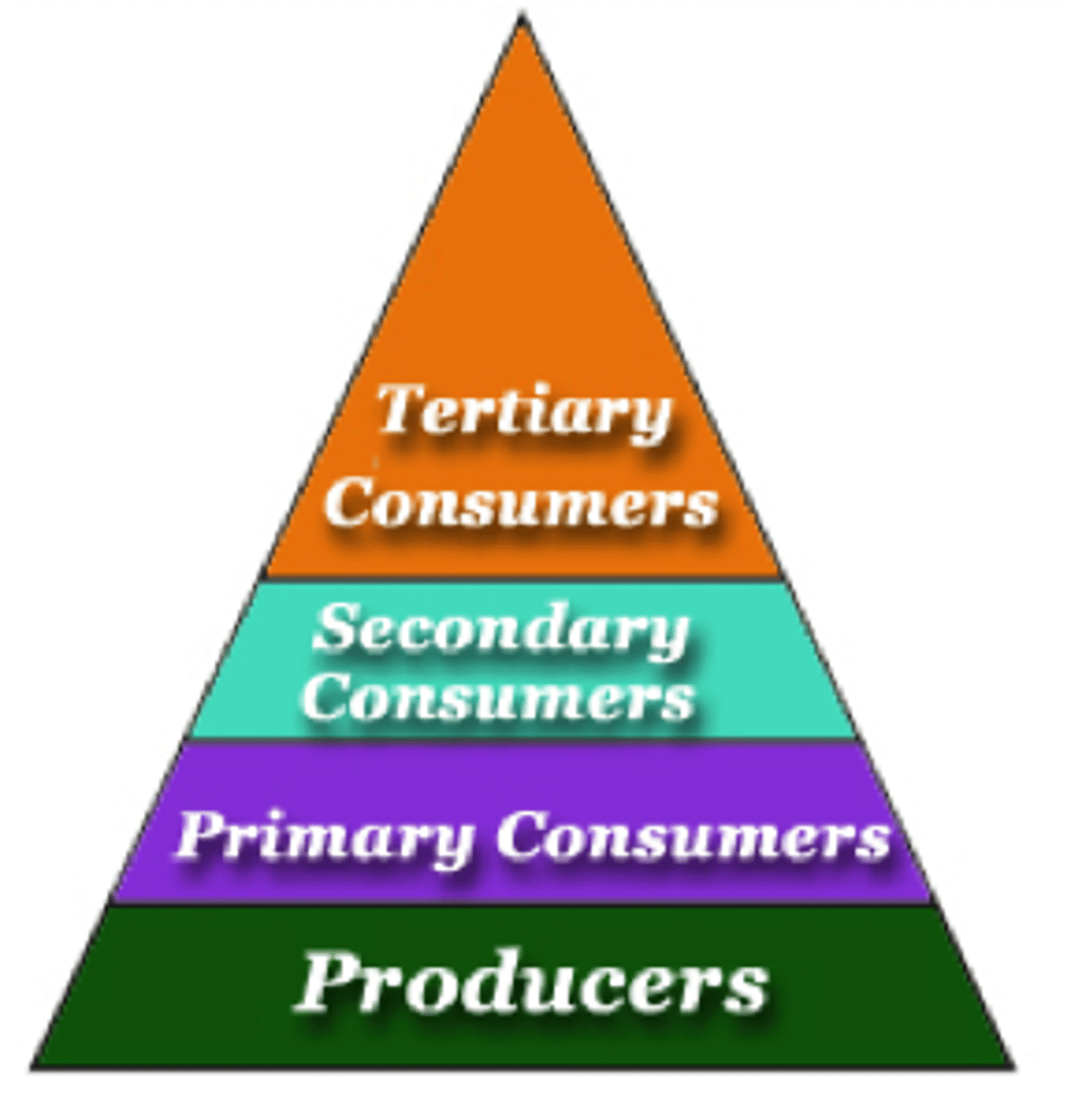 <p>Feeding Levels....Each step in a food chain or food web</p><p>Related to: Consumers, food chains and webs</p><p>Roots: Troph- Feeding</p>