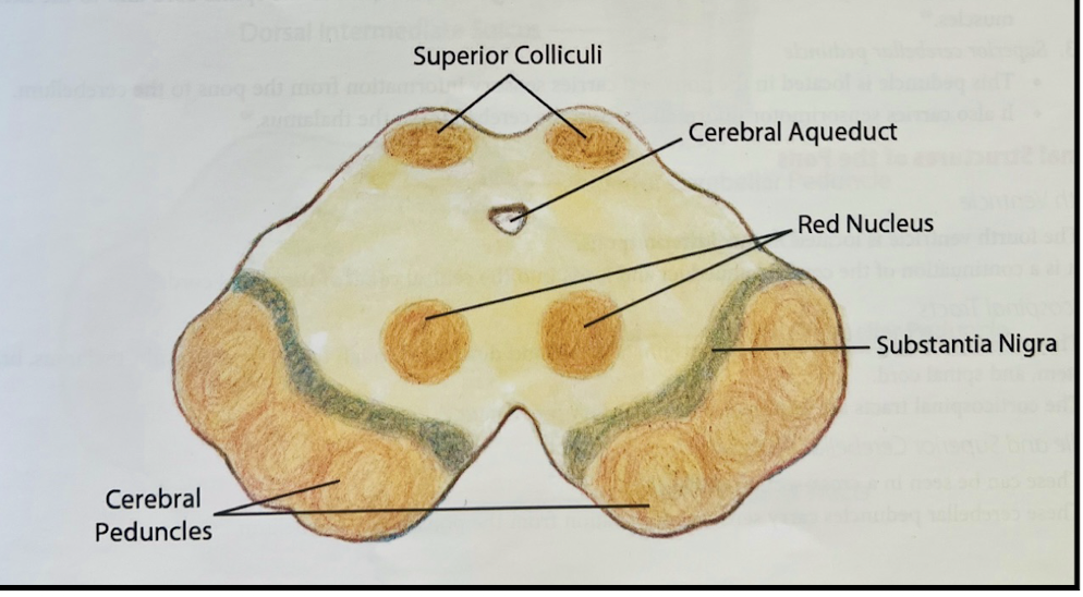 <p>Red nucleus and substantia nigra </p>
