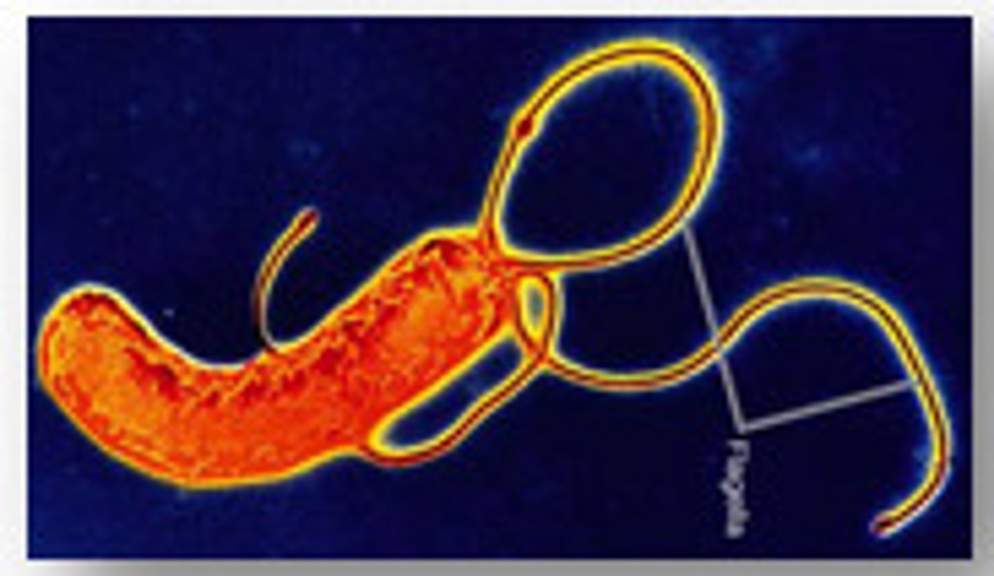 <p>stomach ulcers</p><p>gram (-) proteobacteria</p>