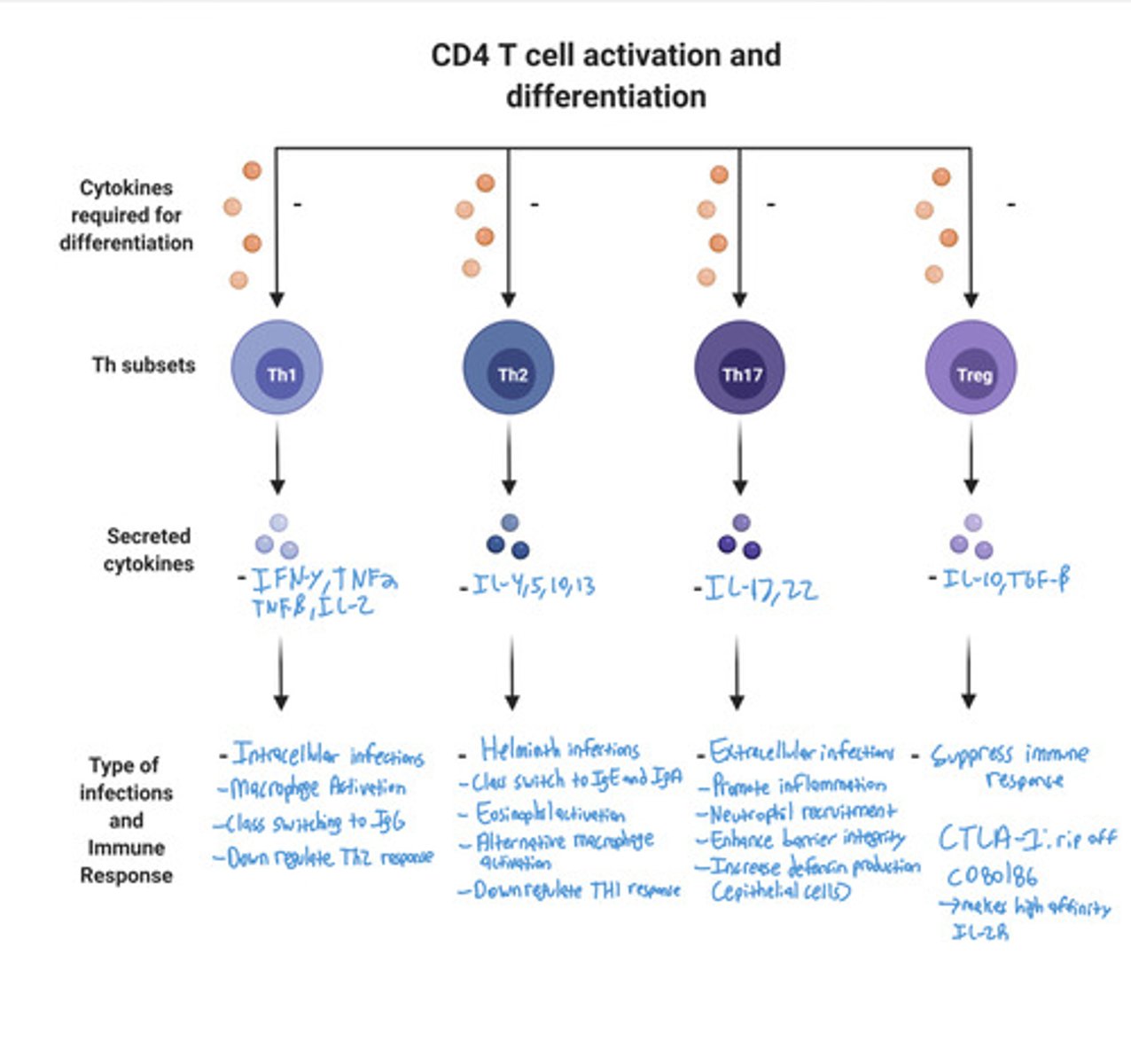 knowt flashcard image