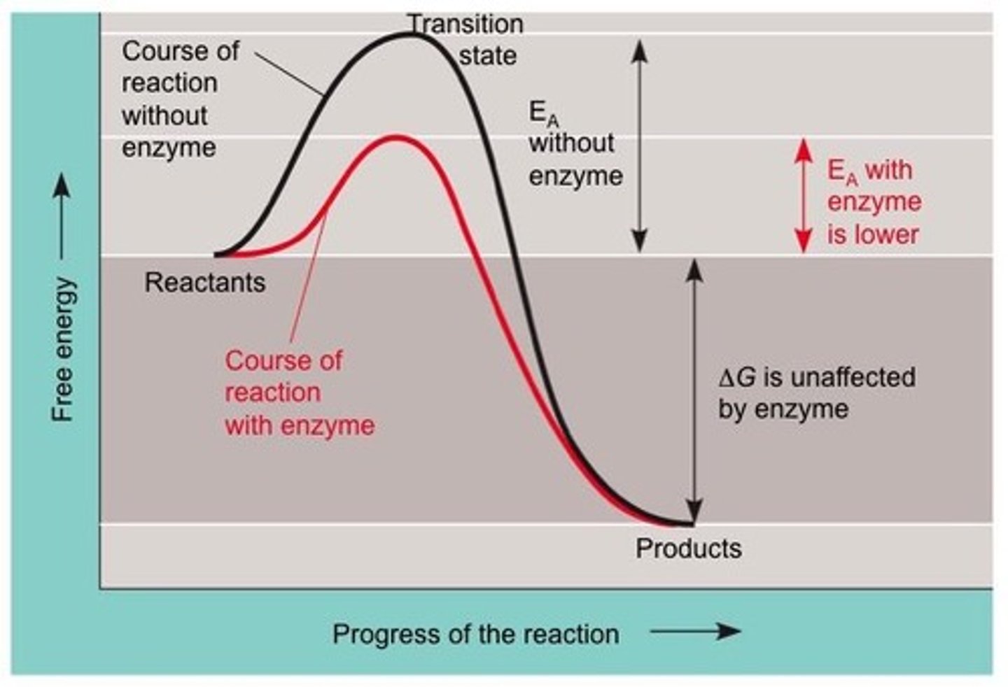 <p>Higher activation energy results in a slower reaction, while lower activation energy leads to a faster reaction.</p>