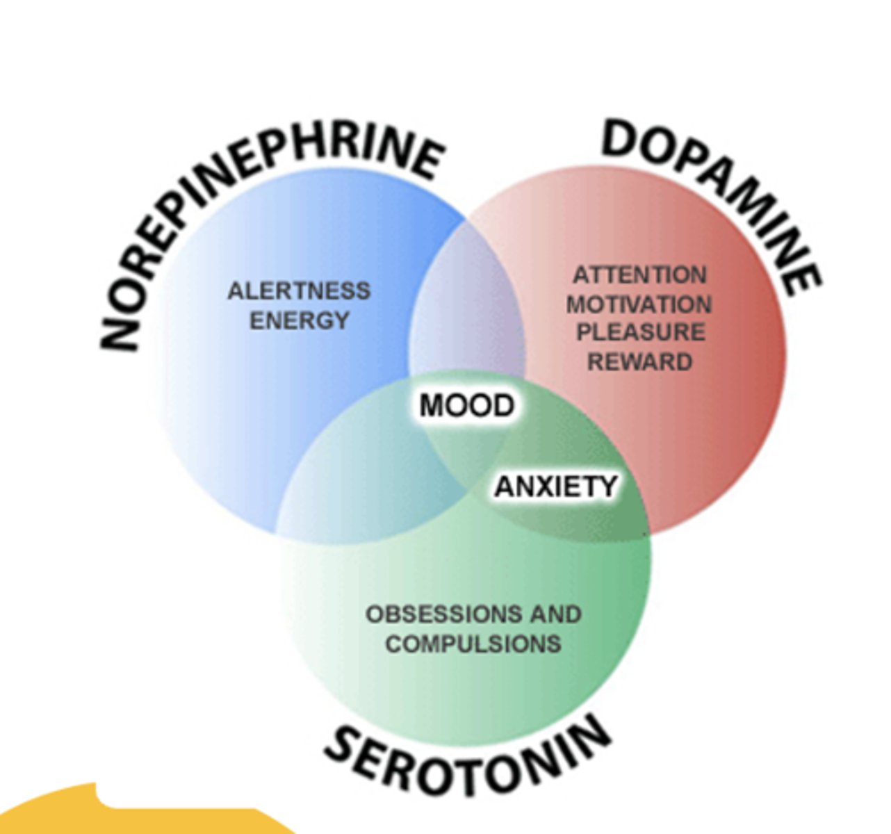 <p>Affective disorders such as DEPRESSION are thought to result from a chemical imbalance between three neurotransmitters – norepinephrine (NE), serotonin (5-HT) and perhaps dopamine (DA). More recent research has also suggested that beta-adrenergic receptors may be involved.</p>