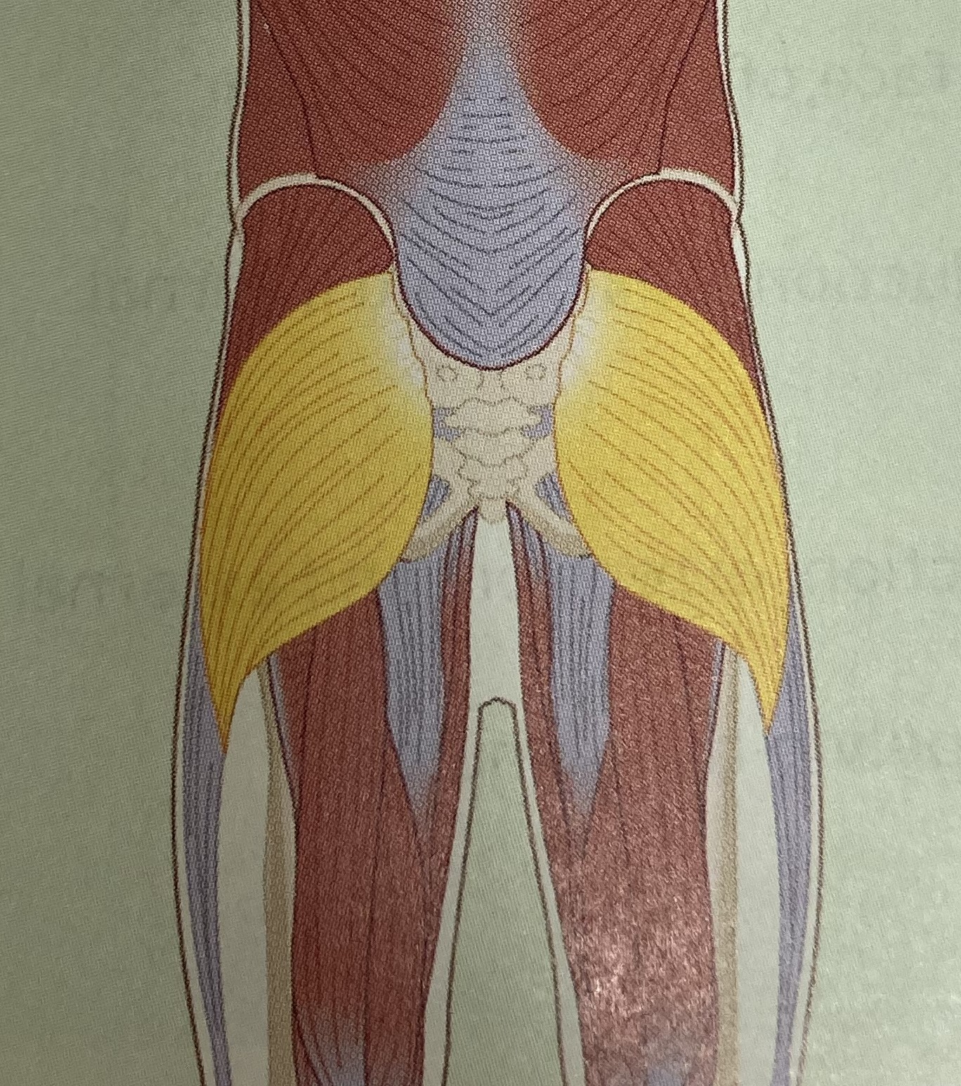 <ul><li><p>category: hip musculature</p></li><li><p>origin: illium of the pelvis, sacrum and coccyx</p></li><li><p>insertion: gluteul toberosity of the femur</p></li><li><p>isolated function: concentric hip extension and external rotation</p></li><li><p>integrated function: eccentric hip flexion, internal rotation, and tibial internal rotation</p></li><li><p>stabilizes LPHC</p></li></ul><p></p>