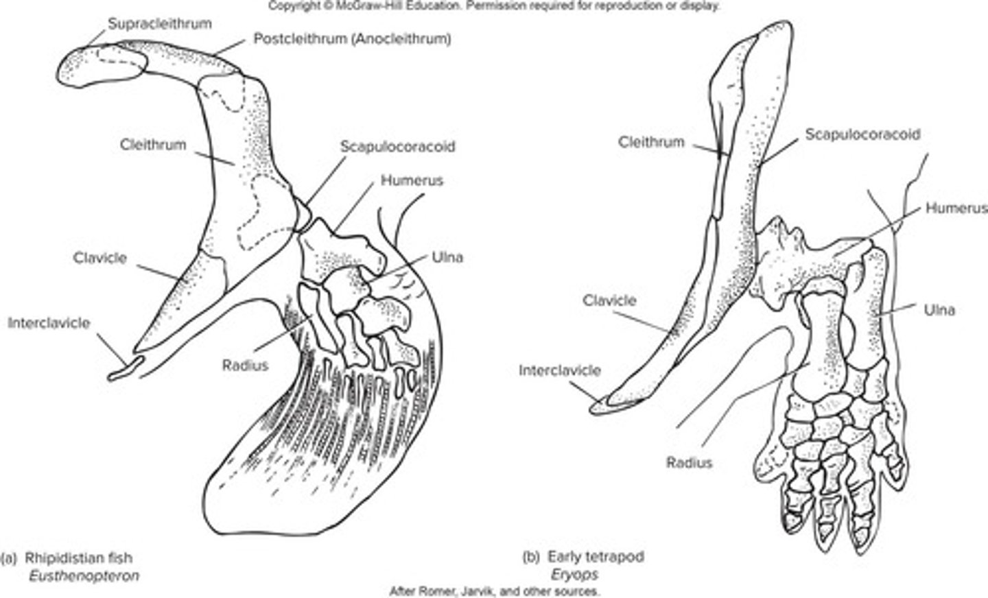 <p>It shows the loss of the pectoral girdle attachment to the skull, marking a transition to tetrapods.</p>