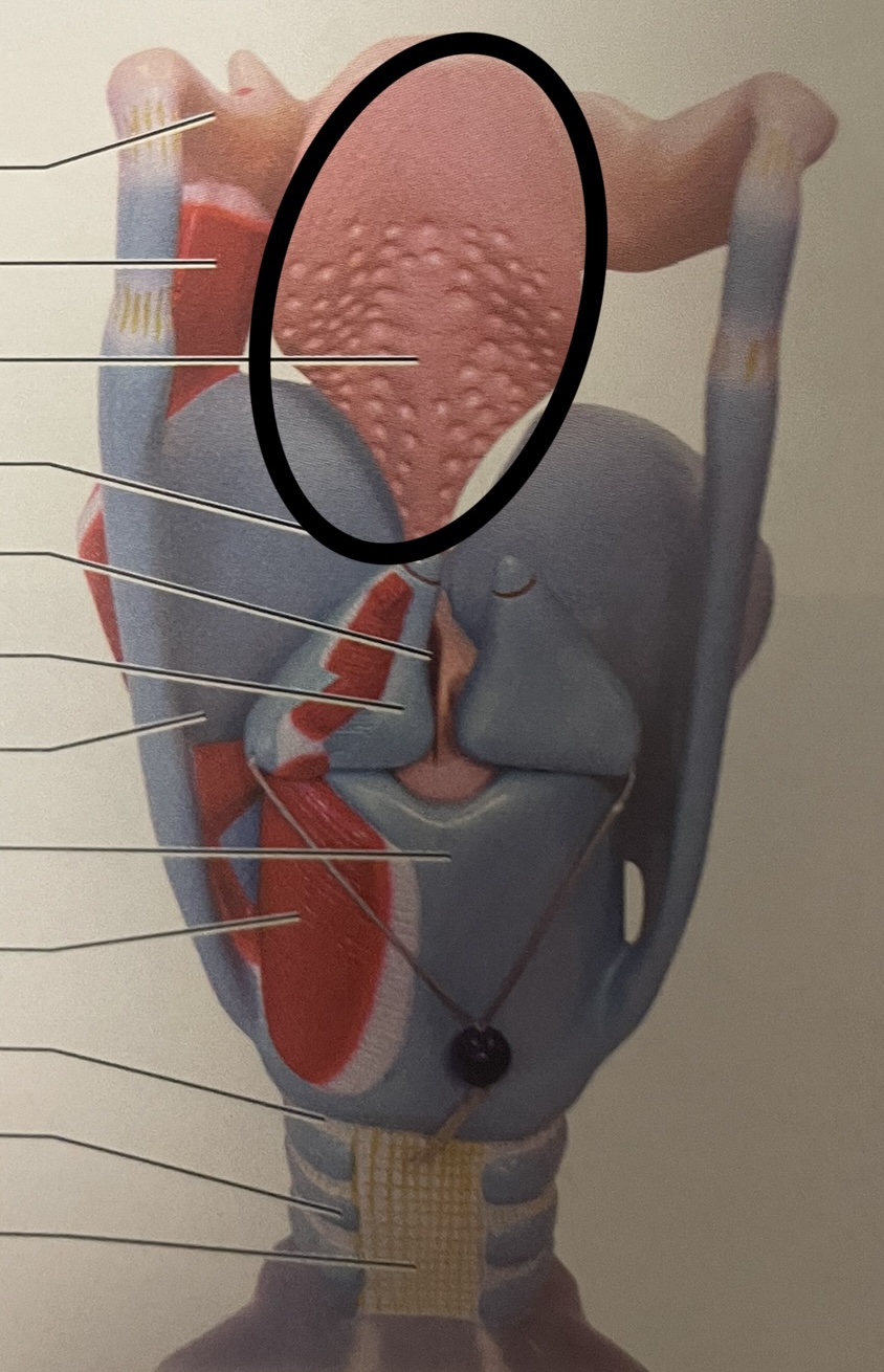 flaps; protects airway