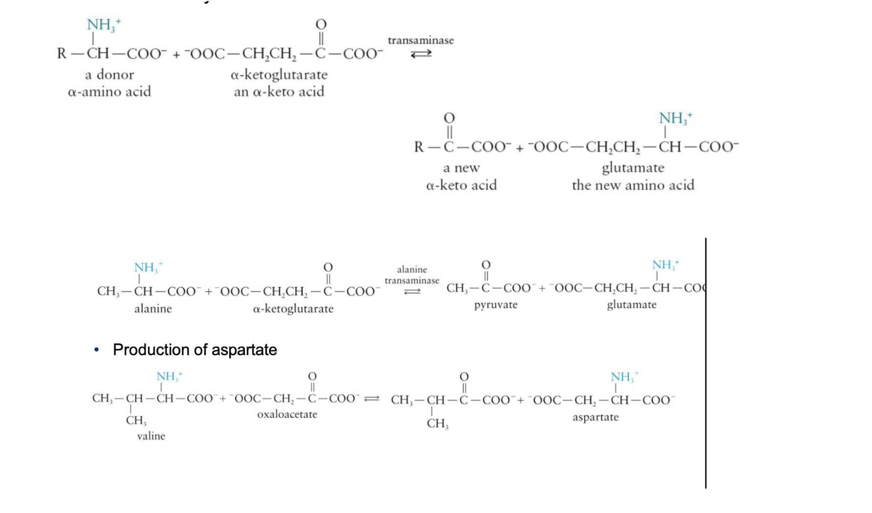 <ul><li><p><strong>transfer of an amino group to a keto acid</strong></p><ul><li><p>Influenced by transaminases</p></li></ul></li><li><p>In the transfer of amino groups to α-ketoglutarate, the carbon skeleton remains behind and is transformed into a new α-keto acid</p></li><li><p>Key reactions</p><ul><li><p>Transfer of amino groups to α-ketoglutarate to form a new α-keto acid</p></li><li><p>Production of aspartate</p></li></ul></li></ul><p></p>