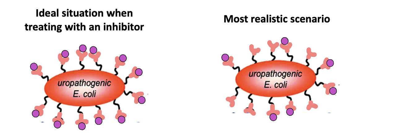 <ul><li><p>Hard to block all pili on E. coli</p></li><li><p>Bacteria have multiple adhesins</p></li><li><p>FimH inhibition alone may be insufficient</p></li><li><p><strong>Future</strong>: adhesion inhibitor cocktails + antibiotics</p></li></ul><p></p>
