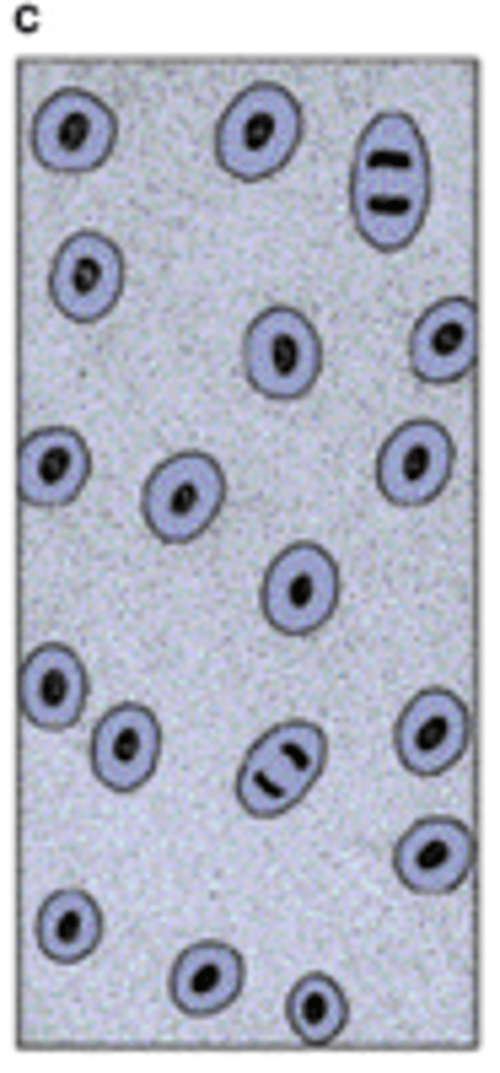 <p>Chondroblasts are separated from one another by the formation of a great amount of matrix</p>