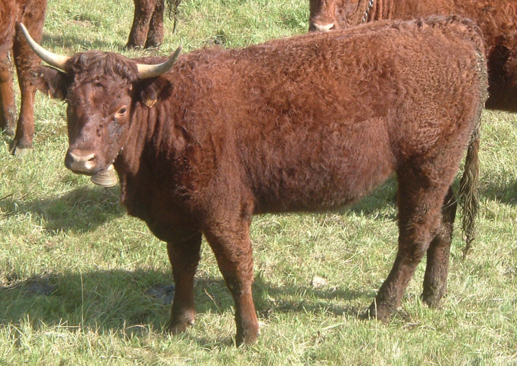 <p>What breed is this?</p>