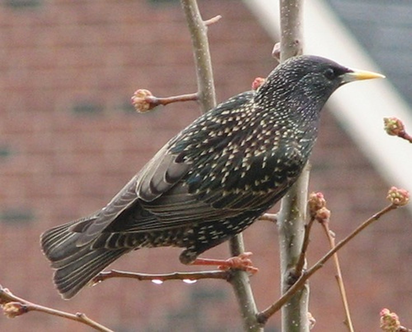 <p>Passeriformes</p><p>intricately spotted, glossy feathers while bredding, straight bill</p>