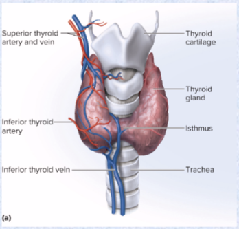 <p>hormones: thyroxine (T4 more abundant), triiodothyronine (T3 more potent)</p><ul><li><p>increases metabolic rate, O2 consumption, heat production, appetite, GH secretion alertness</p></li></ul><p>another hormone is calcitonin</p><ul><li><p>lowers blood calcium levels (stimulates osteoblast activity)</p></li></ul><p></p>