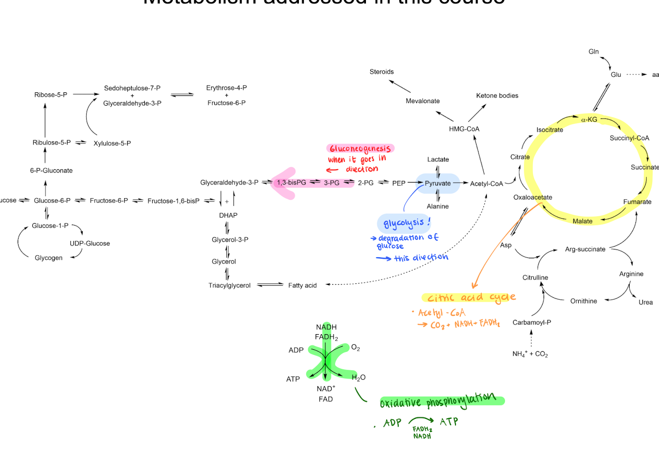 <p><strong>Glycolysis</strong>, <strong>Gluconeogenesis</strong> (glycolysis but the other way around) <strong>Citric acid cycle</strong>, <strong>Oxidative phosphorylation </strong></p>