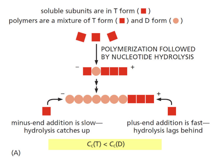 <p>two factors that lead to different rates of polymerization at the (+) and (-) end</p><p>hydrolysis at the minus end catches up as addition is slow (requires high abundance of monomers to add); hydroylsis lags behind and plus end as addition is fast</p>