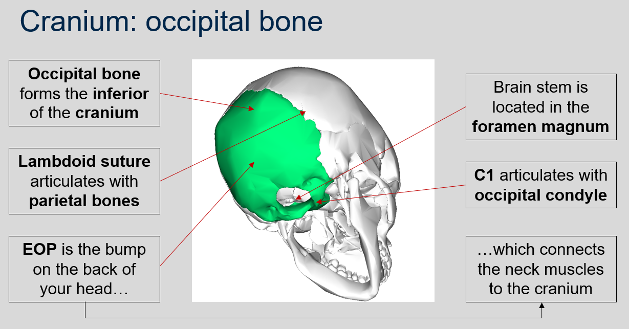 <p>The lambdoid suture in the occipital bone articulates with the parietal bones of the cranium.</p>