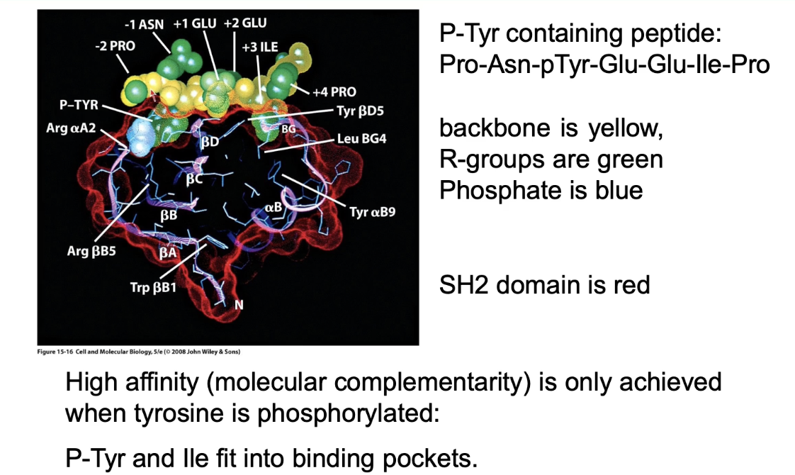 <ul><li><p><strong>Protein-protein interaction domain</strong> (no enzymatic function)</p></li><li><p>Binds to specific <strong>phosphotyrosine-containing sequences</strong></p></li><li><p>Binding is <strong>high affinity</strong> when tyrosine is <strong>phosphorylated</strong></p></li><li><p>Used for:</p><ul><li><p><strong>Re-localizing</strong> proteins (e.g., STAT to receptor)</p></li><li><p><strong>Linking proteins</strong> in a signaling pathway</p></li></ul></li><li><p>Example binding sequence: <strong>Pro-Asn-pTyr-Glu-Glu-Ile-Pro</strong></p></li><li><p>Binding is <strong>reversible</strong> depending on phosphorylation state</p></li></ul><p></p>