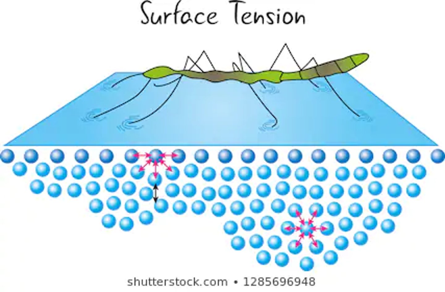 <p>Why does surface tension occur?</p>
