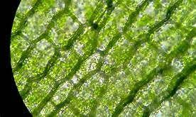 <p>Digman leaf cells</p>