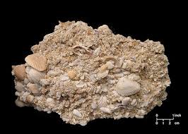 <p>Coquina (S)</p>