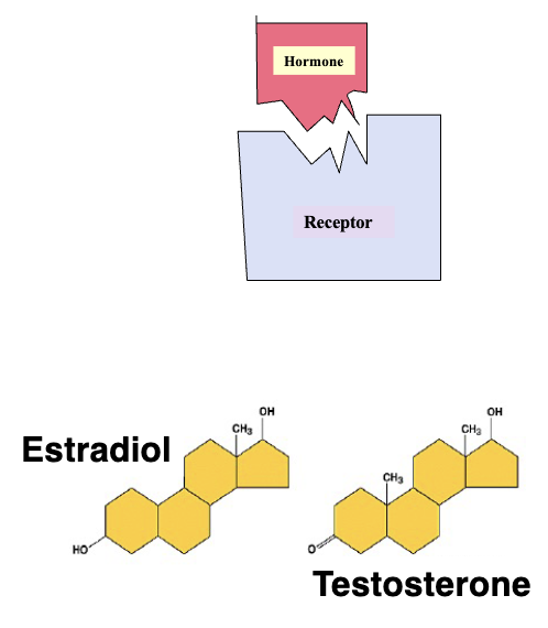 <ul><li><p>Hormone interact with their target cells by binding to specific molecules called receptors</p></li><li><p>Hormone specificity is achieved by a Lock &amp; Key Mechanism</p></li></ul><p></p>