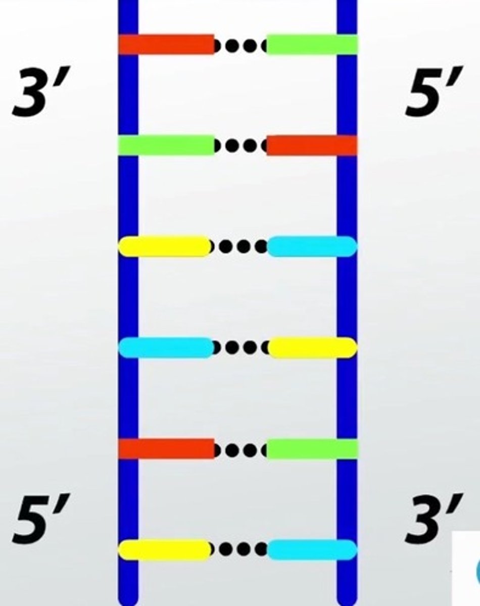 <p>Describes the orientation of the 2 strands of the DNA double helix. One strand of the DNA double helix starts with a 5' phosphate group. The complementary strand would start with a 3' hydroxyl group.</p>