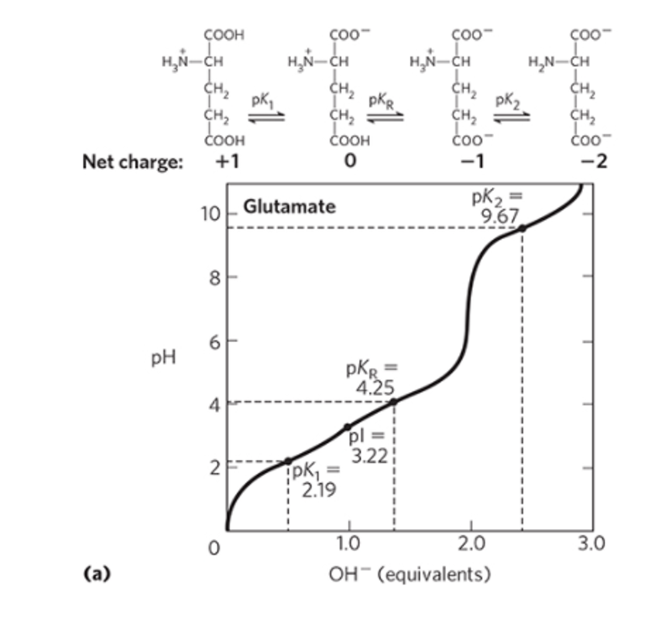 <p>When we add .5 equivalents of base, half of the concentration now contains glutamic acid molecules in which the main carboxylate group is deprotonated (-COO^-), and the other half contains glutamic acid molecules in which the main carboxylate group is fully protonated (-COOH). At this point, the pH is the pKa(1), and since the pH is near the pKa(1) value, the solution will act as a buffer (and the titration curve will straighten out). When we add 1.0 equivalent of base, ALL glutamic acid molecules' carboxylate group is deprotonated. Thus, since we started out at a +1 charge for the AA before adding any base (2 neutral -COOH's, one positively charged NH3+ group), when the main carboxylate acid group now has a negative charge, the glutamic acid AA now has a neutral charge. So when all the AA in solution have their carboxylate acid group deprotonated, all molecules are electrically neutral. At this point, the pH is the isoelectric (pI) point!</p><p>When we add more base, eventually the carboxylate acid group in the side chain will be deprotonated. At a pKa (2) of 4ish, we see that half of the glutamic acid molecules contain a deprotonated side-chain carboxylate acid group. At this point, AA with this deprotonated side chain have an eelctric charge of -1. When the amino acid group is deprotonated later on, charge of AA will remain -1.</p>