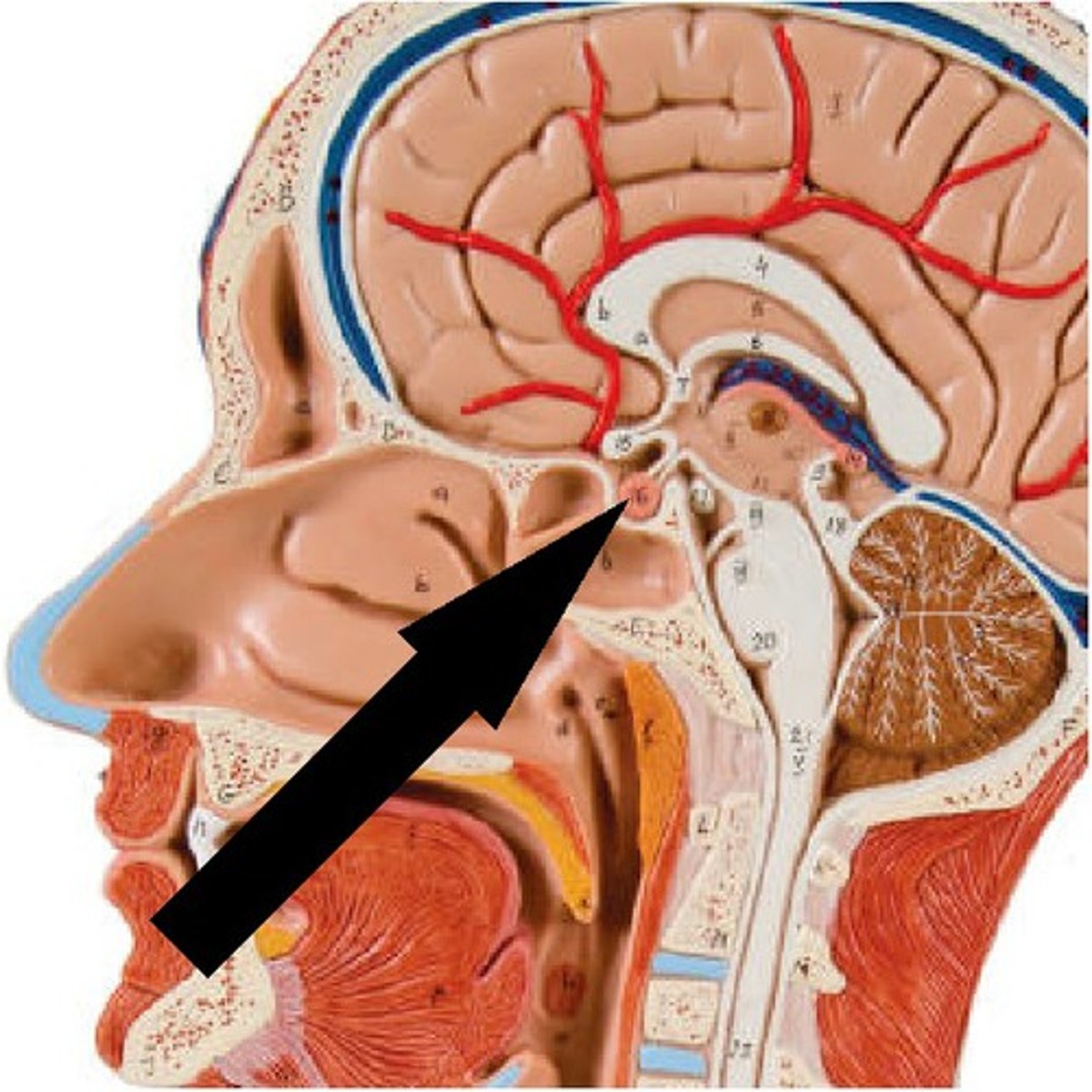 knowt flashcard image
