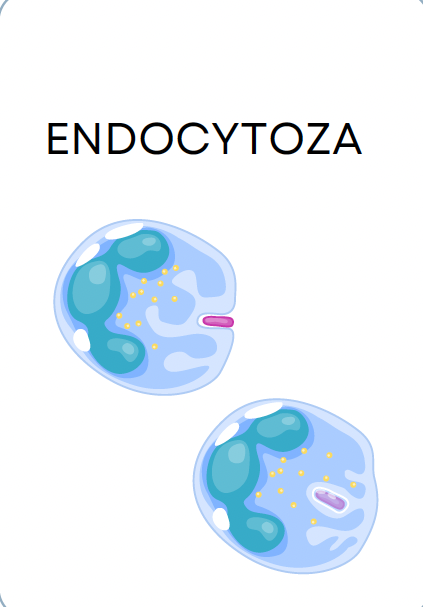 <p>ENDOCYTOZA</p>