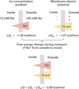 <ul><li><p>the movement of Na<sup>+</sup>&nbsp;across the membrane is driven by the concentration gradient and the membrane electric potential</p></li><li><p>both point forces inward, so the total free energy change for Na<sup>+</sup>&nbsp;is highly favorable</p></li><li><p>∆G<sub>c</sub>&nbsp;= RT ln( [Na<sub>in</sub>] / [Na<sub>out</sub>]</p></li><li><p>∆G<sub>m</sub>&nbsp;= FE</p><ul><li><p>E: membrane electric potential = -70mV</p></li><li><p>F: Faraday constant: 23062 cal/molV</p></li></ul></li></ul><p></p>