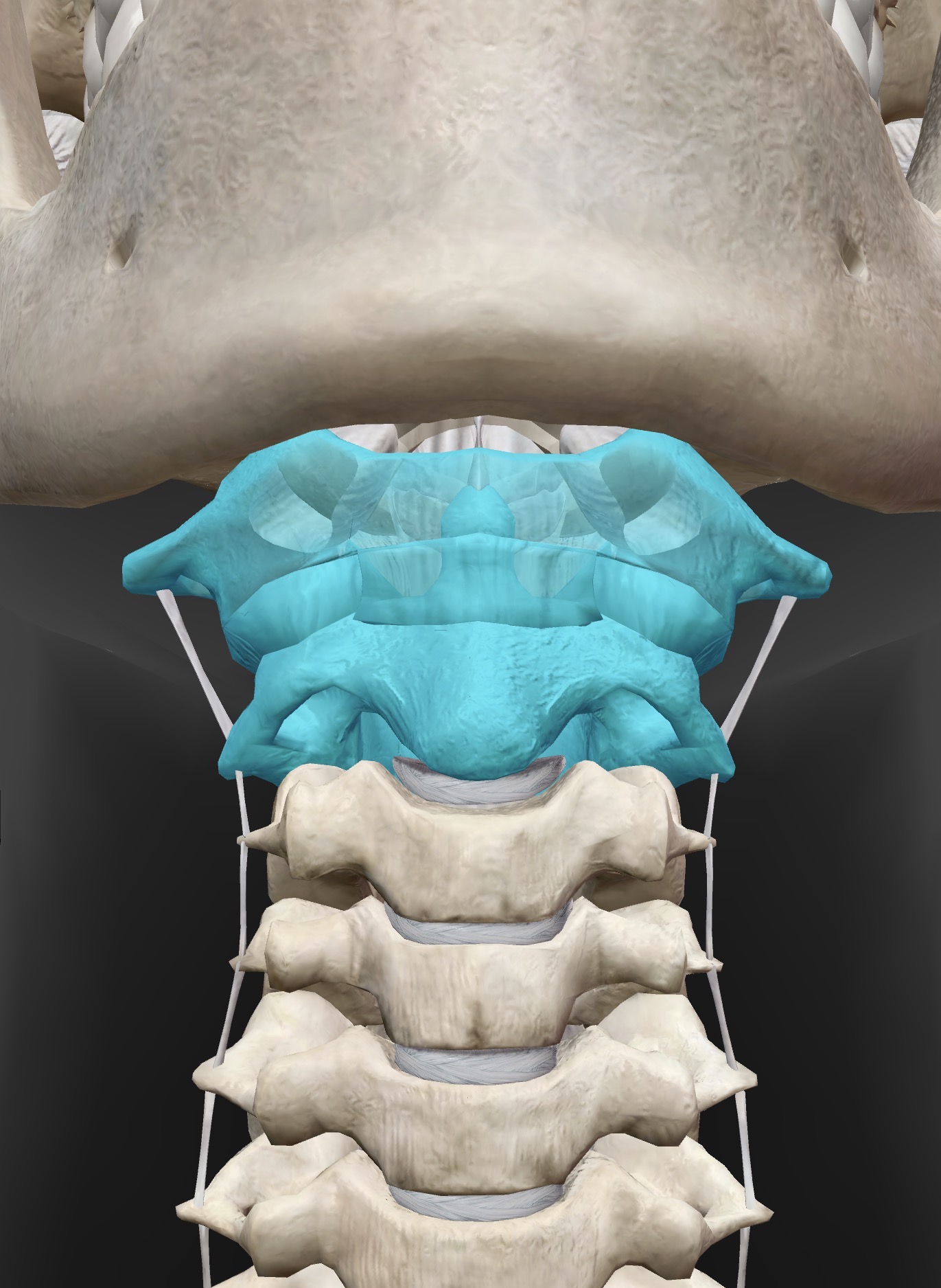 <p>Name the joint, the structural type (fibrous, cartilaginous, or synovial), and the functional type (synarthotic, amphiarthrotic, or diarthrotic) </p>