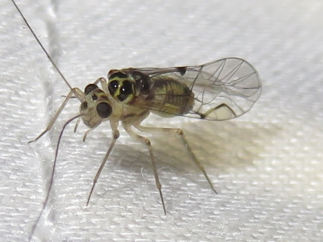 <p>Order, Suborder, Family, Common name</p>