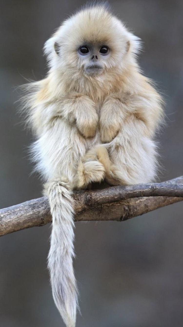 <p>monkeys, apes, and humans</p><p>Most highly developed brains of all organisms</p>