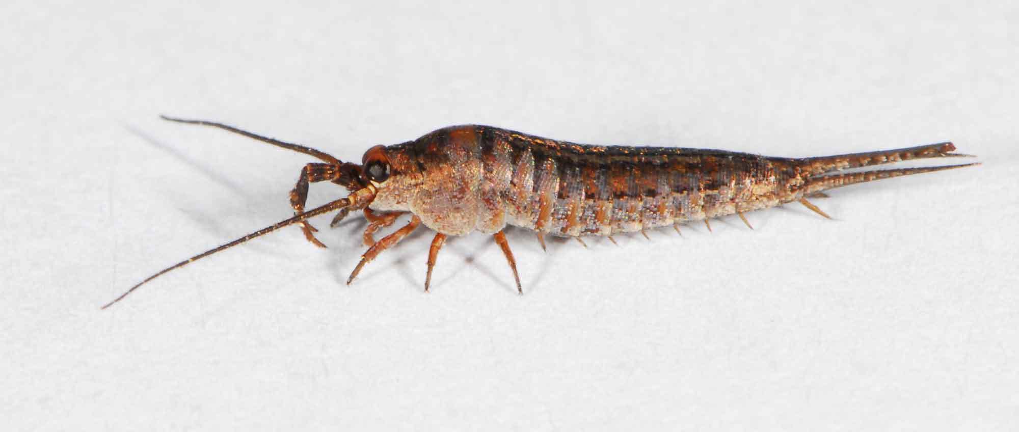 <p>Bristletails</p>