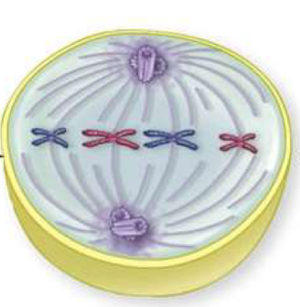 <p>chromosomes with spindle fibers attached move to the metaphase plate (midline, spindle equator…)</p>