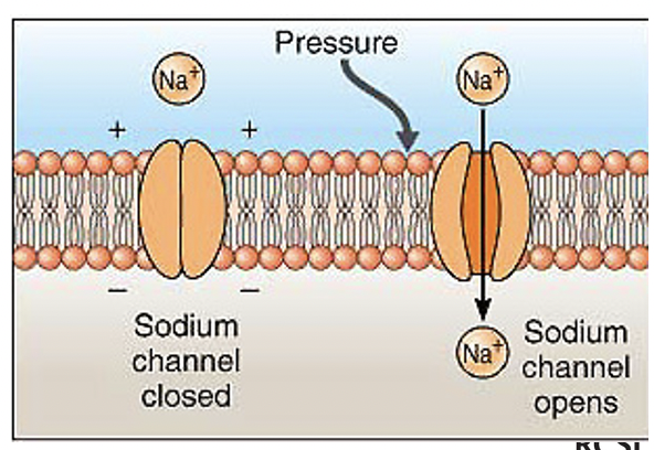 * sense **deep pressure**
* They have been compared to a small onion pierced by a thin wire;
* They are the Largest encapsulated nerve ending
* Consist of a naked nerve ending surrounded by numerous concentric cell layers


* Pressure transmitted to the naked nerve ending is thought to cause **Na+ ion channels** to open;
* this causes depolarisation in the nerve fibre
* Sructure in the middle is the NERVE ENDING everything surrounding are connective tissue fibers


* Very good at detecting \*\*vibration\*\* especially across an area, not very specific, have a \*receptor field\* that’s quite big
* Pressure is transmitted to the naked nerve ending
* these pascinian corpuscles are fast adapting,  only fires on presentation of stimulus, if u hold smthn for rly long u forget abt it, receptors stop firing

  \
