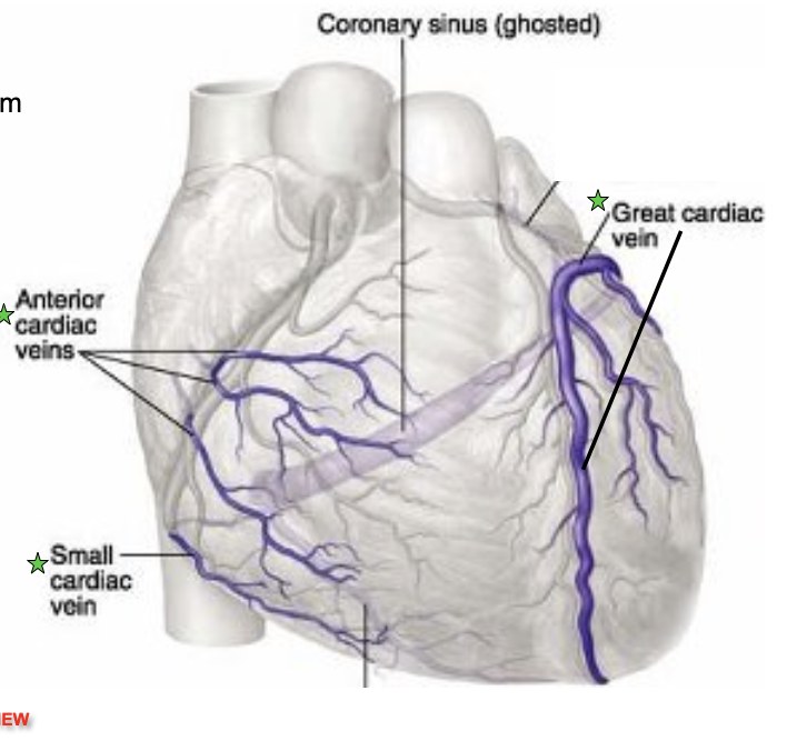 <ul><li><p><strong>Veins→</strong> transports blood to the heart</p><ul><li><p>Dump into coronary sinus</p></li><li><p>Sinus dumps into right atrium</p><ul><li><p><em>Great Cardiac vein</em></p></li><li><p><em>Coronary sinus</em></p><ul><li><p>Drains directly into the right atrium</p></li></ul></li><li><p><em>Posterior vein of left ventricle</em></p></li><li><p><em>Anterior cardiac veins</em></p></li><li><p><em>Middle cardiac vein</em></p><ul><li><p>Drains into coronary sinus</p></li></ul></li><li><p><em>Small cardiac vein</em></p><ul><li><p>Drains into coronary sinus</p></li></ul></li><li><p><em>Great cardiac vein</em></p><ul><li><p>Drains into coronary sinus</p></li></ul></li></ul></li></ul></li><li><p>Ventricular myocardium is compressed during contraction; most coronary flow occurs during ventricular relaxation</p></li><li><p>Normal flow is evenly distributed; however under certain circumstance coronary flow may be reduced</p><ul><li><p><strong>Tachycardia→</strong> an increased heart rate that shortens diastole</p></li><li><p><strong>Hypotension→</strong> reduces the ability of blood flow through the ventricular myocardium</p></li></ul></li></ul>