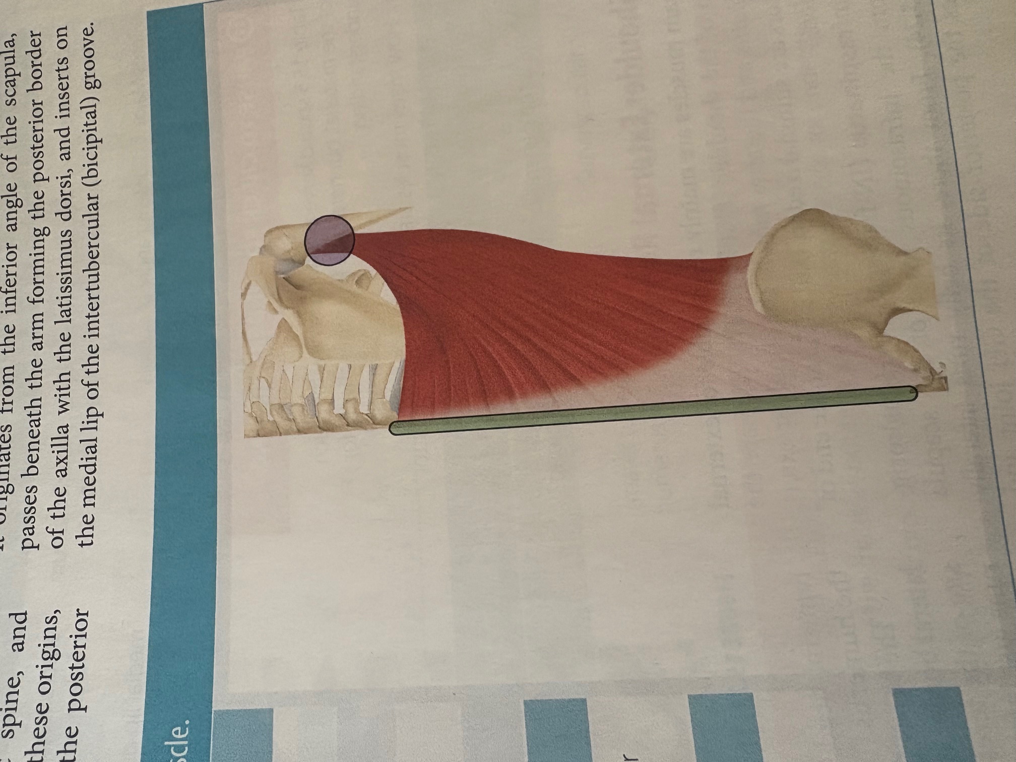 <p>Latissimus Dorsi </p>