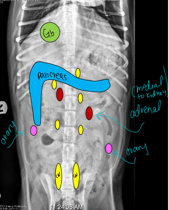 <ul><li><p><strong>Adrenal glands (retroperitoneal)</strong></p></li><li><p><strong>Gall bladder</strong></p></li><li><p><strong>Ovaries</strong></p></li><li><p><strong>Pancreas</strong></p></li><li><p><strong>Lymph nodes</strong></p><ul><li><p>Sub lumbar</p></li><li><p>Mesenteric</p></li><li><p>Gastric</p></li></ul></li><li><p><strong>Prostate</strong></p><ul><li><p>lie behind pubis/ilium or cranial to bladder</p></li><li><p><strong>not</strong> seen in <strong>castrated</strong> dogs</p></li><li><p>Can be seen in uncastrated males</p></li></ul></li></ul><p></p>